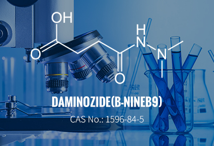Daminozide (B-Nine/B9) CAS 1596-84-5